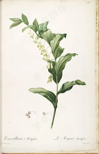 雷杜德高清水彩树叶高清插画