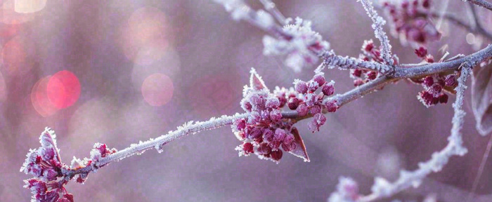 冬天冬季树枝雪景唯美浪漫大雪小雪结冰摄影图(1712x704)