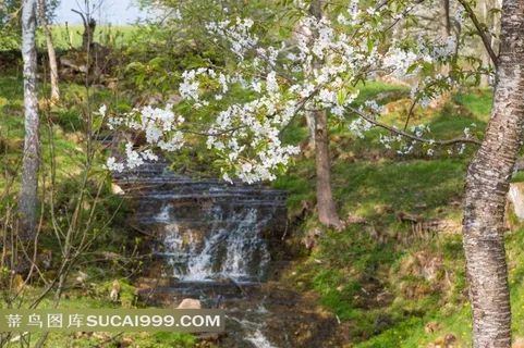 绿林里的小溪涧