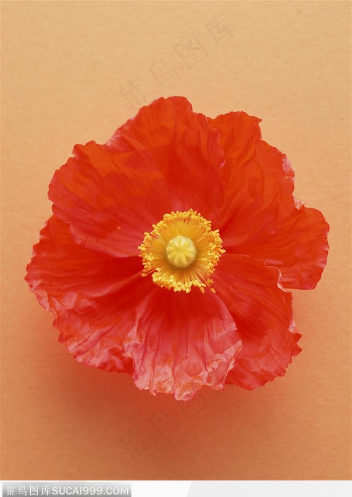 一朵红色花朵鲜花图片