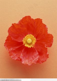 一朵红色花朵鲜花图片