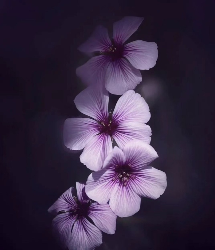 花朵背景素材