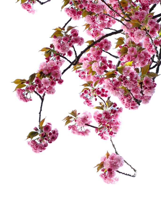 粉红桃花免抠素材