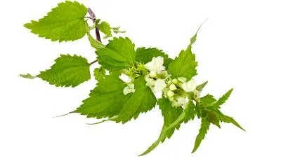 荨麻免抠(400x230)