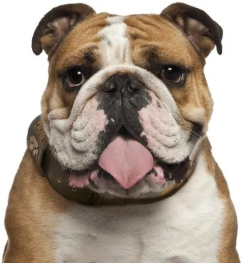 斗牛犬 PNG免抠(517x560)