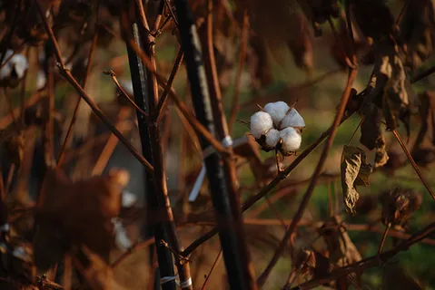 花朵 花束 植物 素材 (144)