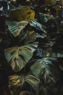 龟背竹叶子图片 龟背竹叶子图片