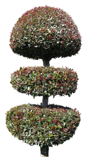 高清树木素材 免抠PSD植物素材 美术绘画园林贴图 树草灌木花草