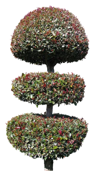 高清树木素材 免抠PSD植物素材 美术绘画园林贴图 树草灌木花草