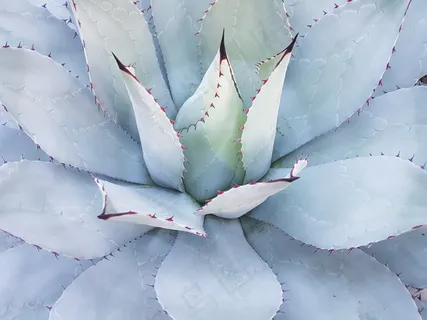 自然界植物图片 自然界植物图片