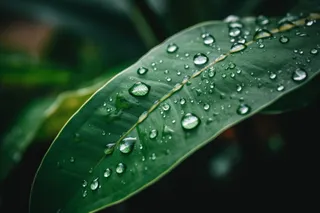 低保真风格的绿叶上的水滴摄影图桌面壁纸