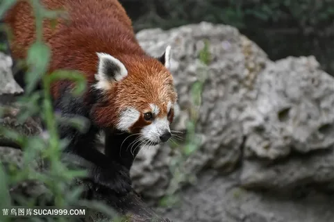 在四处出没的浣熊特写摄影高清图片 在四处出没的浣熊特写摄影高清图片