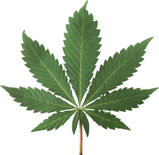 大麻PNG免抠(1946x1898)