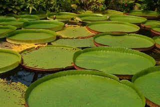 水植物绿色莲蓬图片