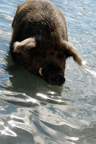 猪动物家畜畜生养猪农村牧场养殖黑猪