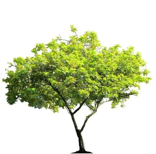 树PNG免抠(512x505)