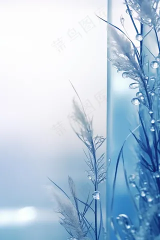冰冷天气枝叶水珠背景