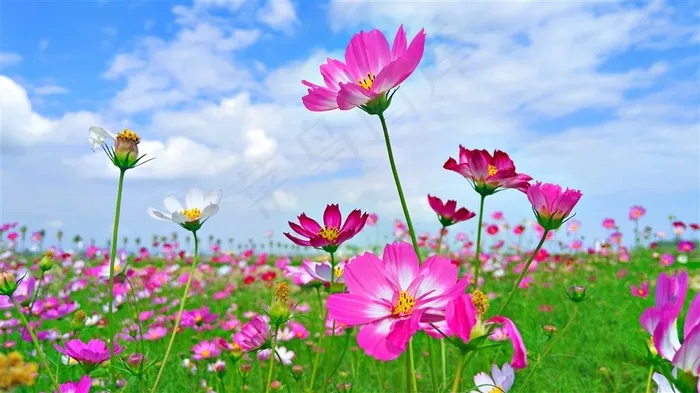 美丽的格桑花