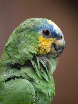 鹦鹉特写一只摄影图片