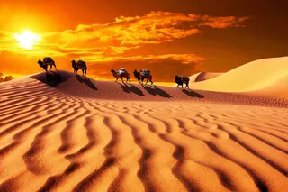 黄昏下的沙漠骆驼图片