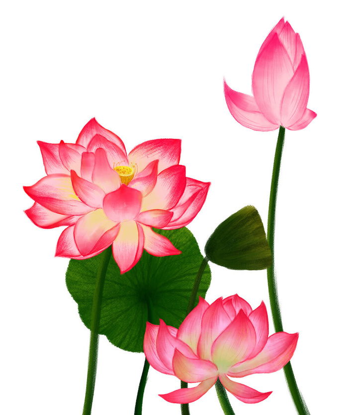 国潮中国风手绘荷花莲花荷叶莲藕植物花卉装饰插画PSD设计素材