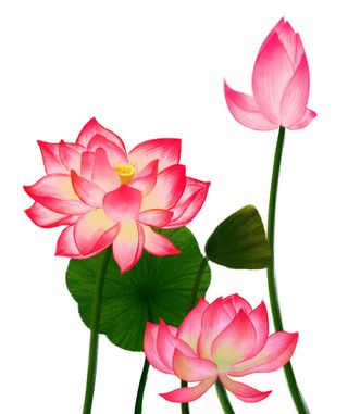 国潮中国风手绘荷花莲花荷叶莲藕植物花卉装饰插画PSD设计素材