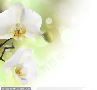 淡雅背景下雪白的蝴蝶兰花