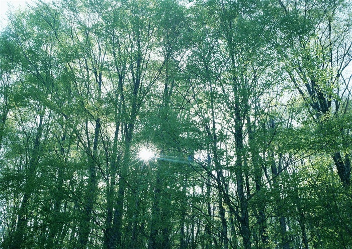树木风景绿色jpg素材