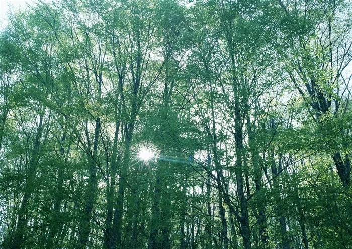 树木风景绿色jpg素材