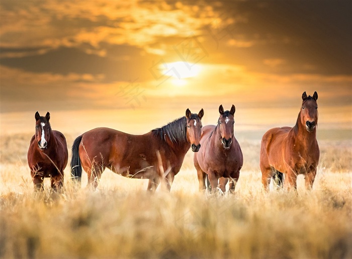 黄昏骏马群图片