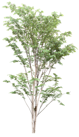 高清树木素材 免抠PSD植物素材 美术绘画园林贴图 树草灌木花草