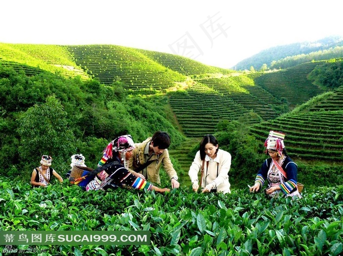 一起来采茶电影《回到爱》剧照