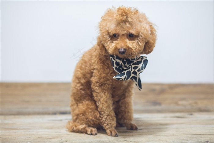 萌萌哒可爱泰迪狗狗