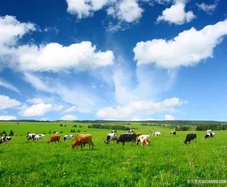 草地上的一群牛
