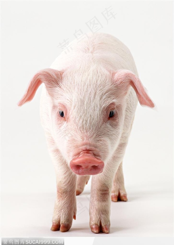 动物表情-小猪正面