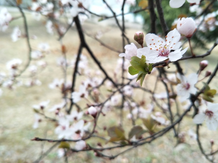 可爱的樱花