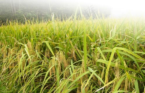 水稻丰收素材图片