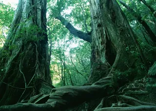 森林风景森林素材