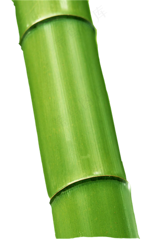 PNG 绿色竹子 