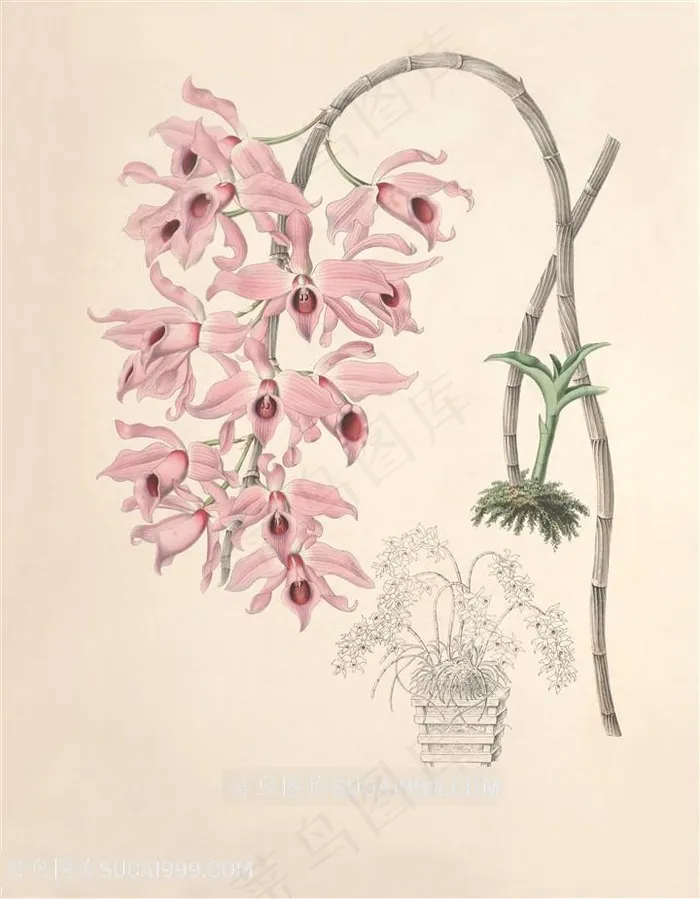 唯美高清复古兰花挂画