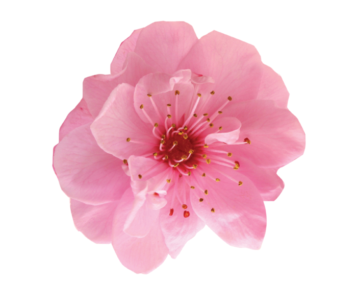 38妇女节三八女神女王粉色花朵玫瑰艺术字设计png免抠ps素材