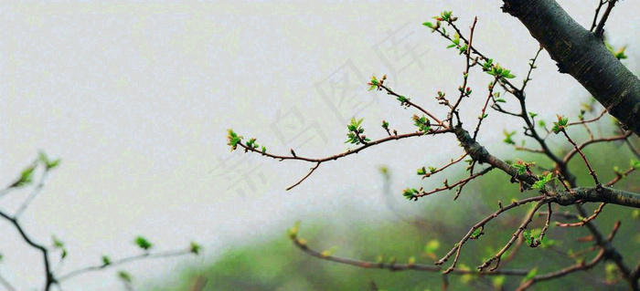 春天枝叶萌芽发芽绿叶，简约清新立春摄影图(1616x736)