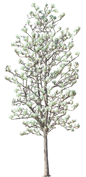 高清树木素材 免抠PSD植物素材 美术绘画园林贴图 树草灌木花草