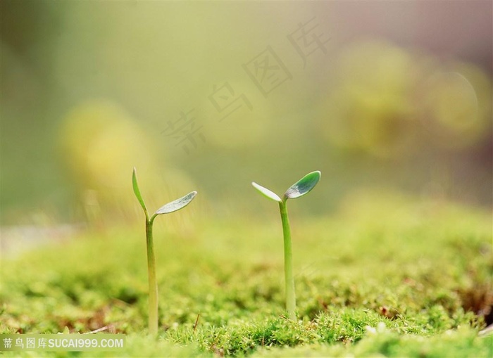 嫩芽高清特写植物图片