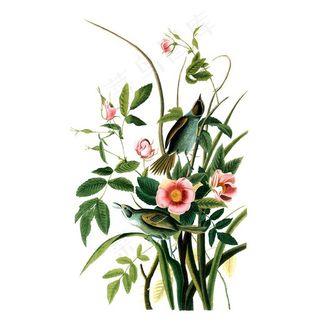 西洋手绘花鸟