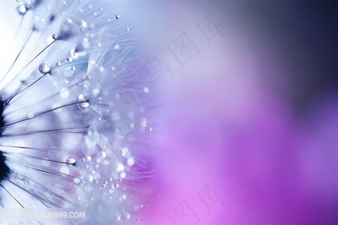 高清唯美梦幻蒲公英鲜花背景图片