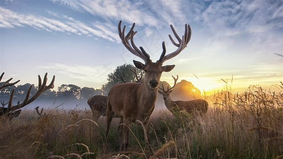 珍惜动物麋鹿素材图片