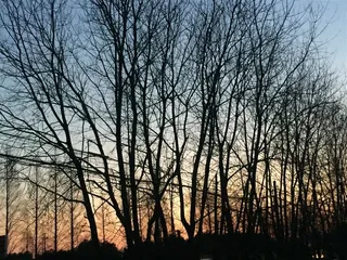 冬天黄昏下的树