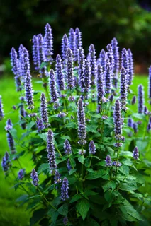 薰衣草图片下载