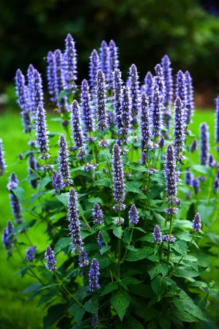 薰衣草图片下载